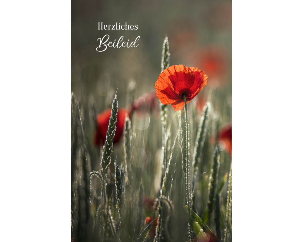 ABC Trauerkarte B6 0030161600 Herzliche Anteilnahme Mohn