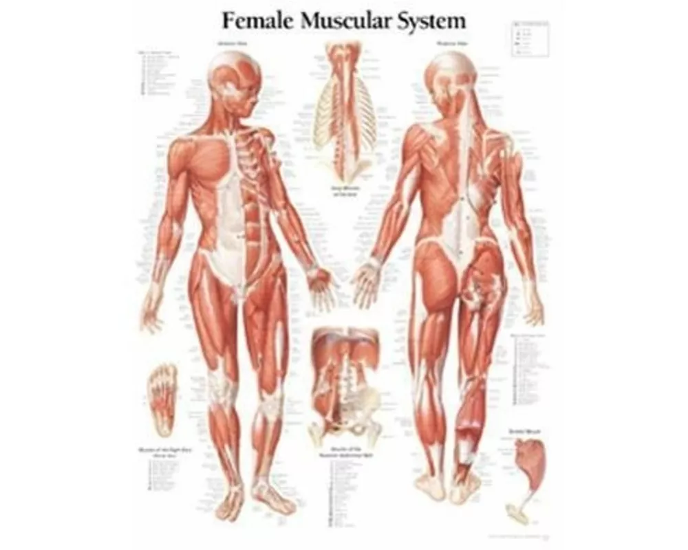 Muscular System with Female Figure Paper Poster