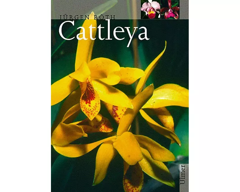 Cattleya
