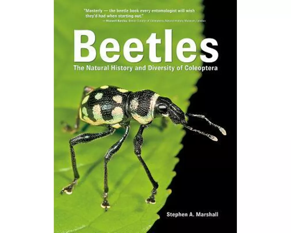 Beetles