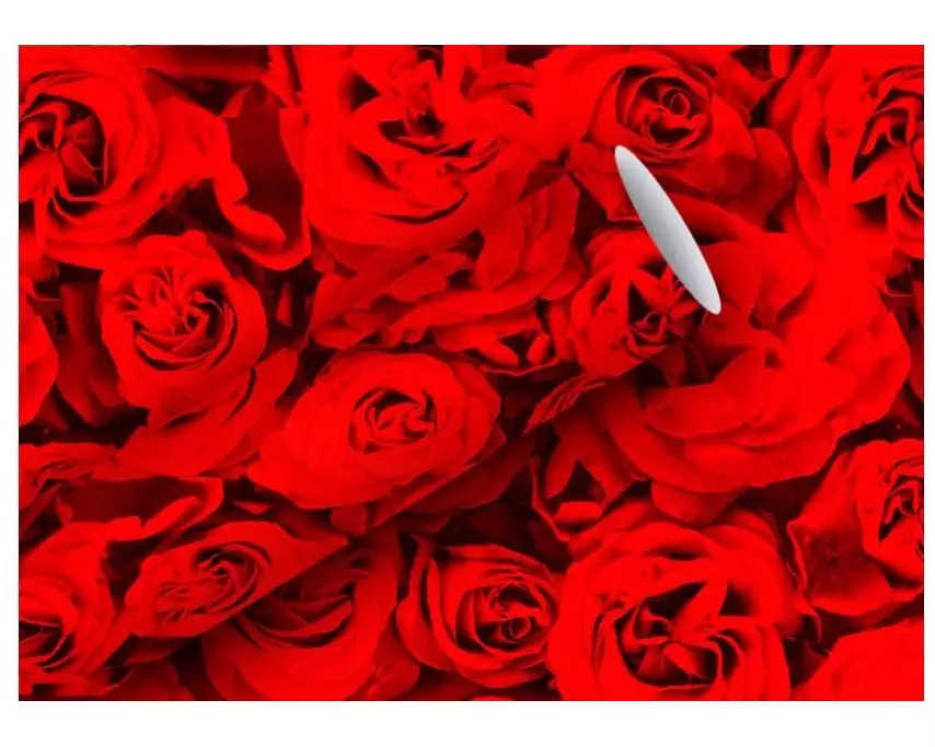 Braun + Company Geschenkpapier Red Roses 80 g/m², Rot, 70 cm x 2 m