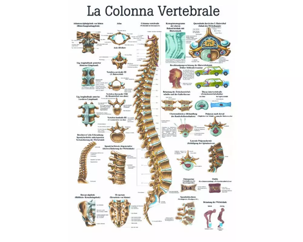Rüdiger Anatomische Lehrtafel Die Wirbelsäule Französisch