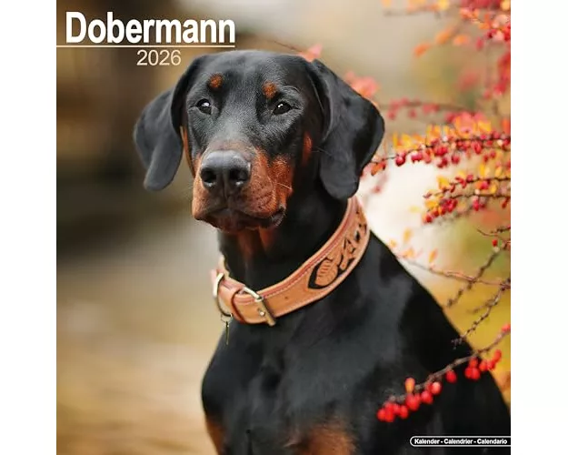 Dobermann (Euro) Calendar 2026 Square Dog Breed Wall Calendar - 16 Month