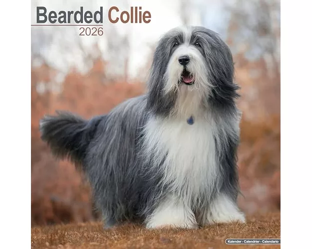 Bearded Collie Calendar 2026 Square Dog Breed Wall Calendar - 16 Month
