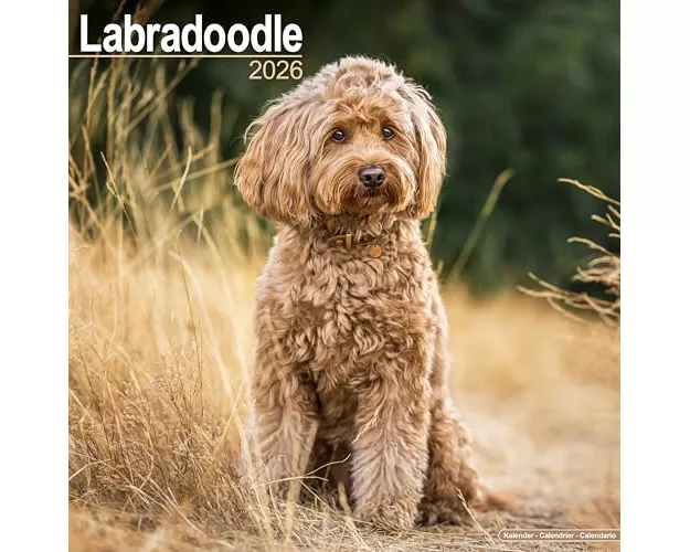 Labradoodle Calendar 2026 Square Dog Breed Wall Calendar - 16 Month