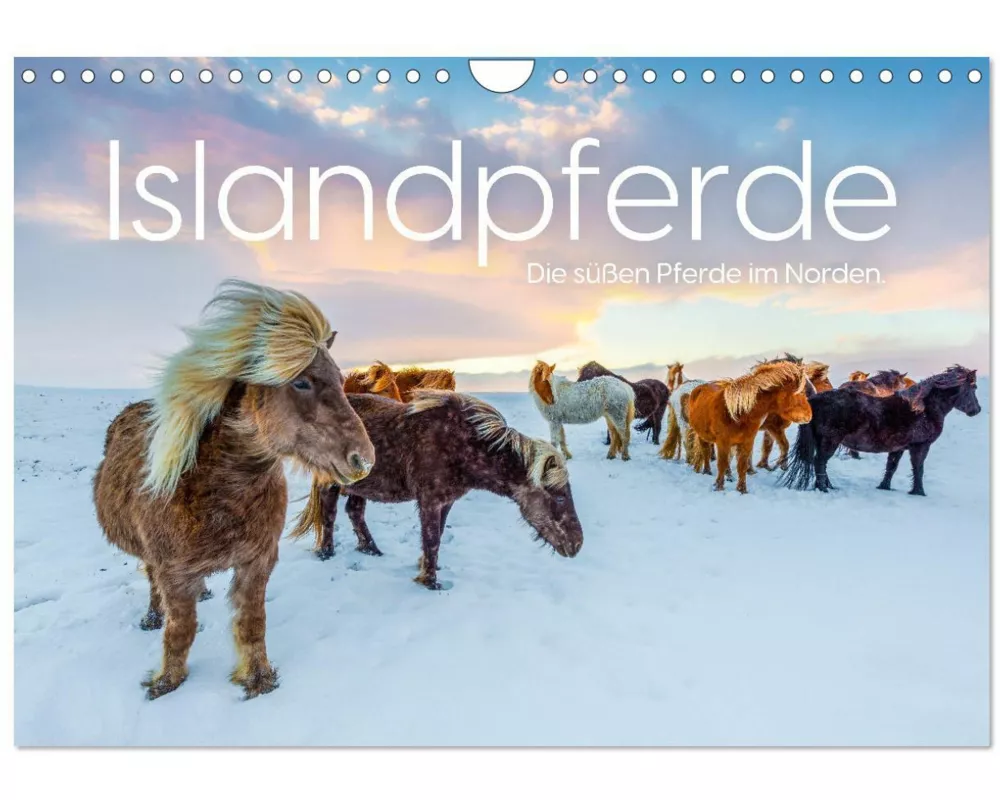 Islandpferde - Die süßen Pferde im Norden. (Wandkalender 2026 DIN A4 quer), CALVENDO Monatskalender