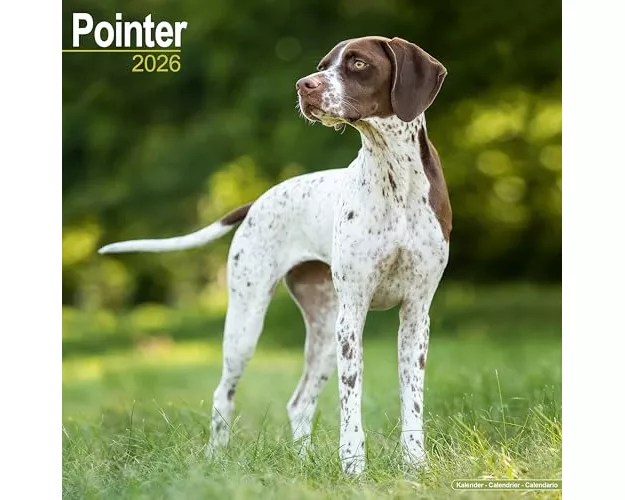 Pointer Calendar 2026 Square Dog Breed Wall Calendar - 16 Month