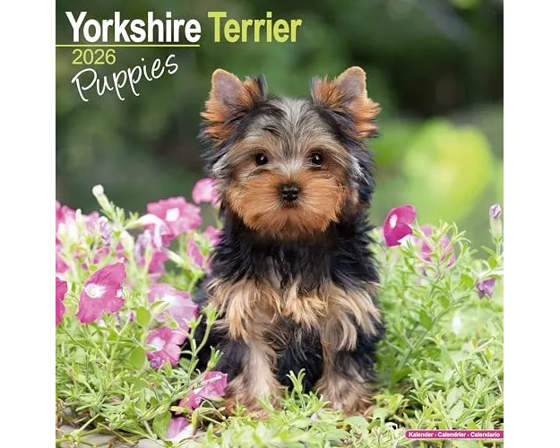 Yorkshire Terrier Puppies Calendar 2026 Square Dog Puppy Breed Wall Calendar - 16 Month