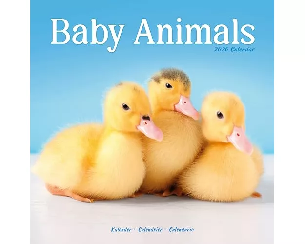 Baby Animals Calendar 2026 Square Animal Wall Calendar - 16 Month