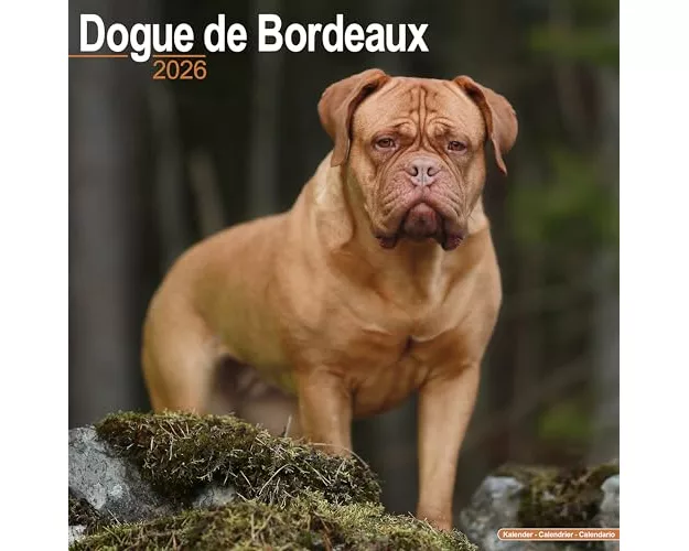Dogue De Bordeaux Calendar 2026 Square Dog Breed Wall Calendar - 16 Month