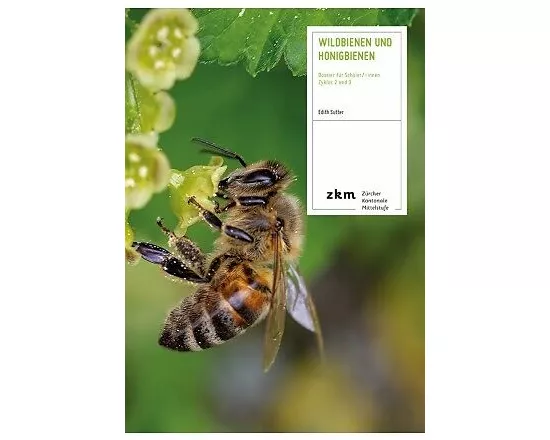 Wildbienen und Honigbienen