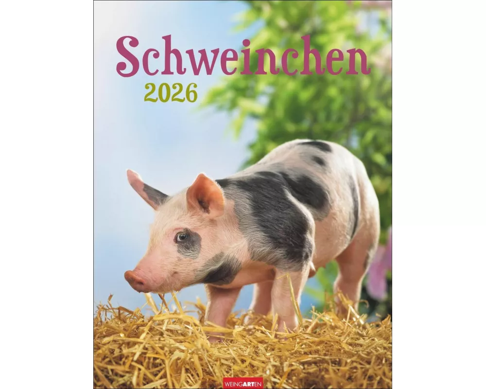 Schweinchen Kalender 2026