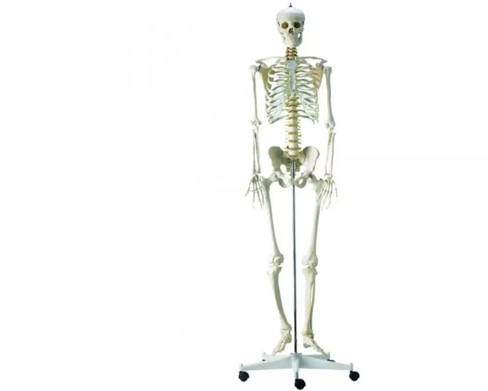 Rüdiger Homo-Skelett