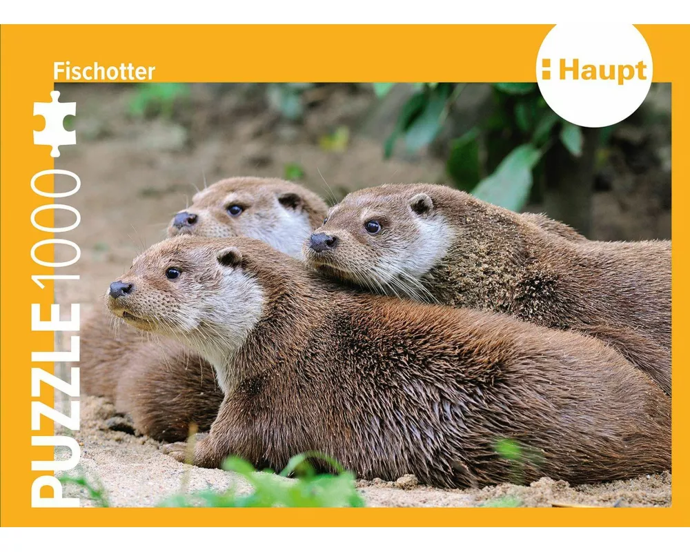 Fischotter – Puzzle
