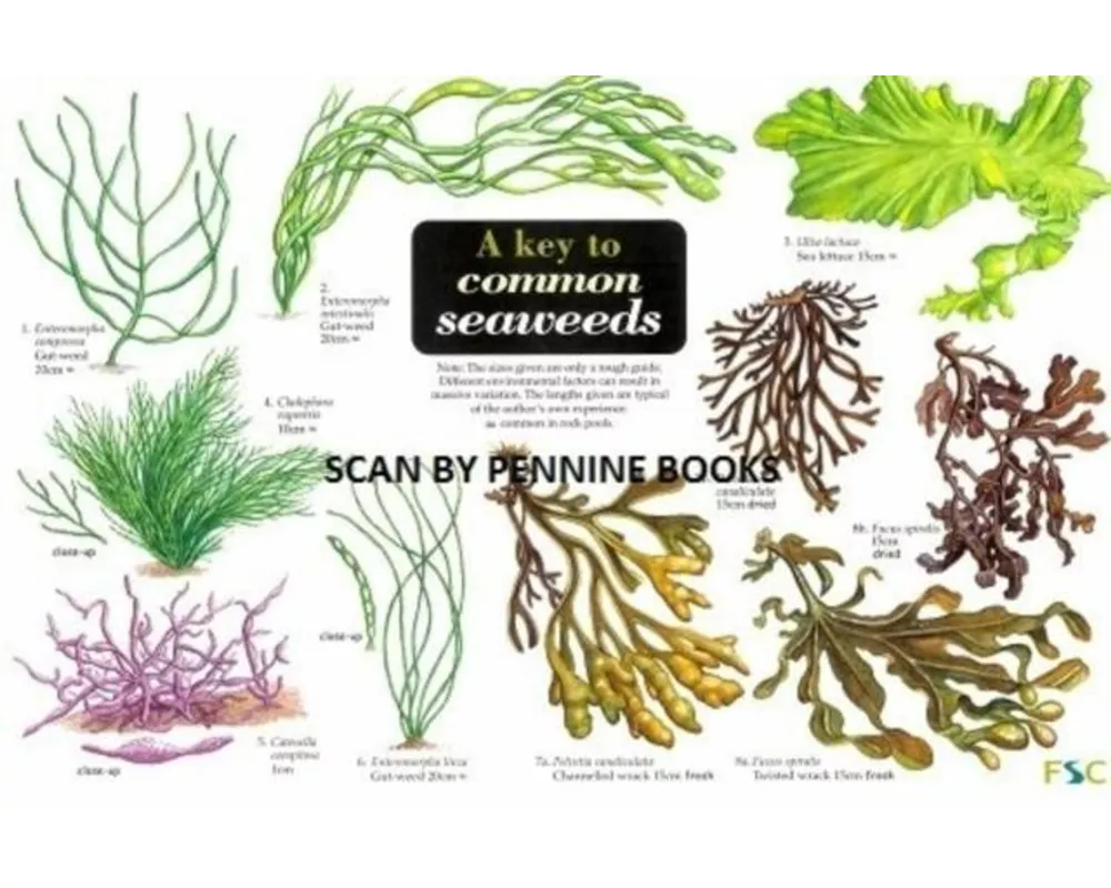 A Key to Common Seaweeds