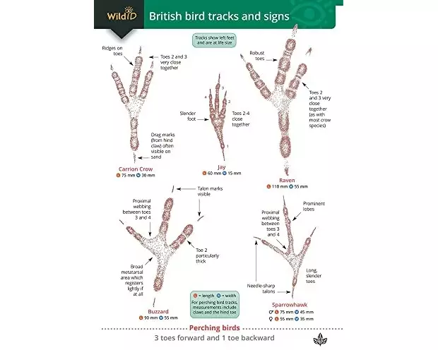 Guide to British bird tracks and signs