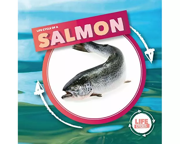 Life Cycle Of A Salmon