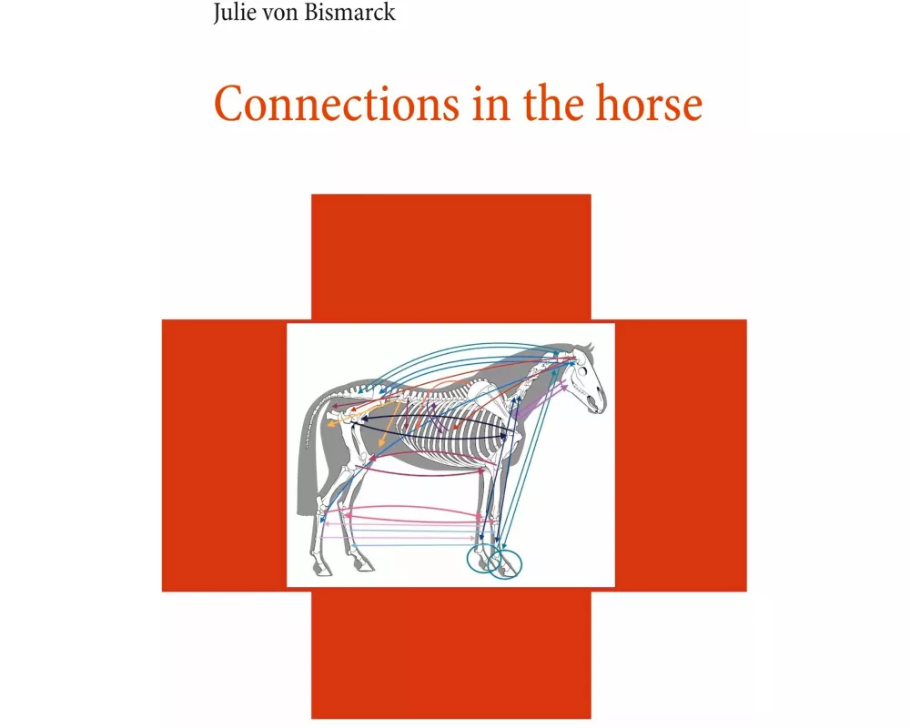 Connections in the horse