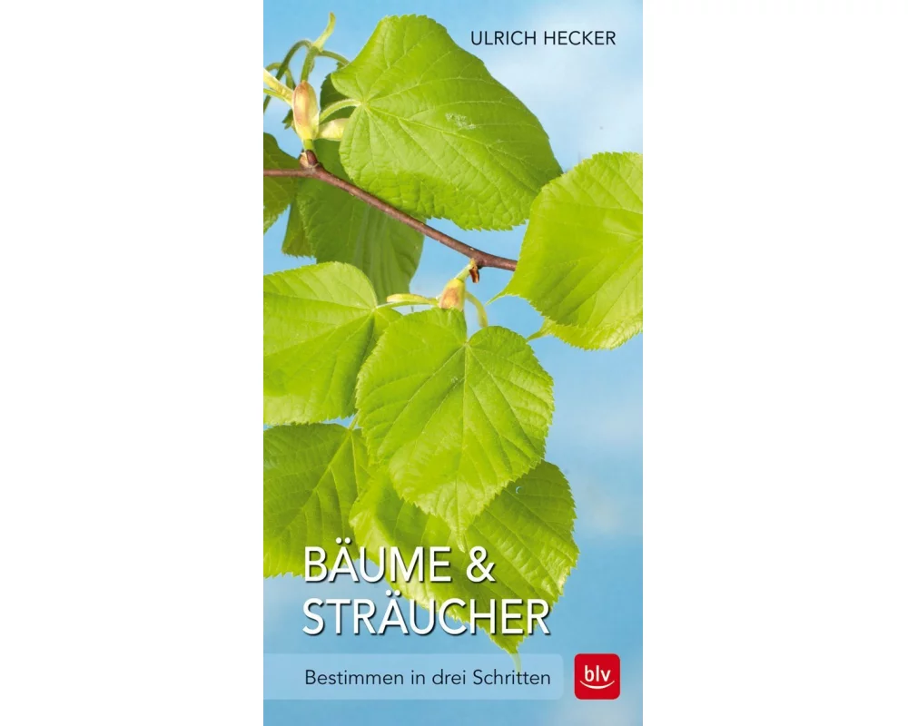 Bäume und Sträucher
