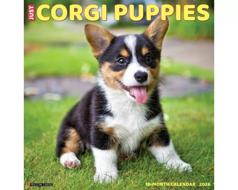 Corgi Puppies 2026 12 X 12 Wall Calendar