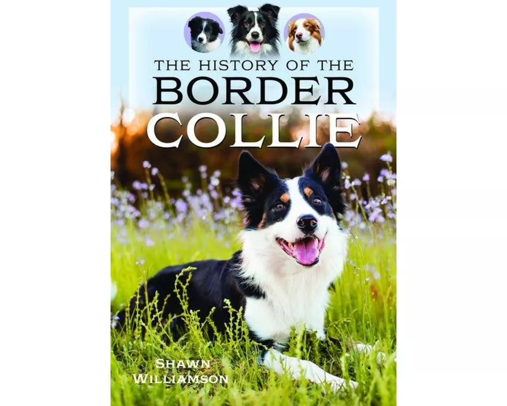 The History of the Border Collie