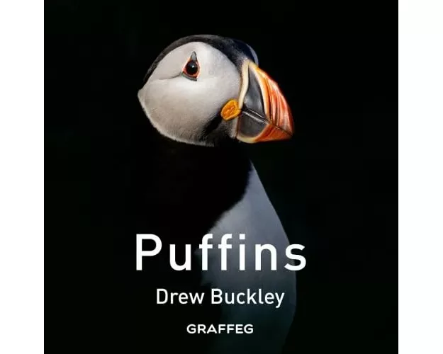 Puffins