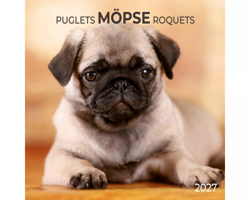 Möpse / Puglets 2027