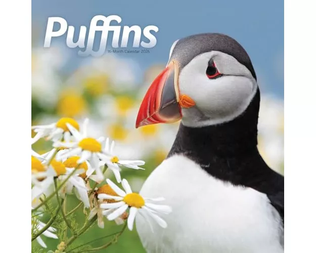 Puffins Square Wall Sunday Start Calenda