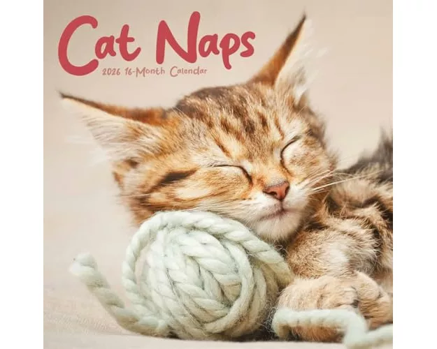 Cat Naps Square Wall Sunday Start Calend