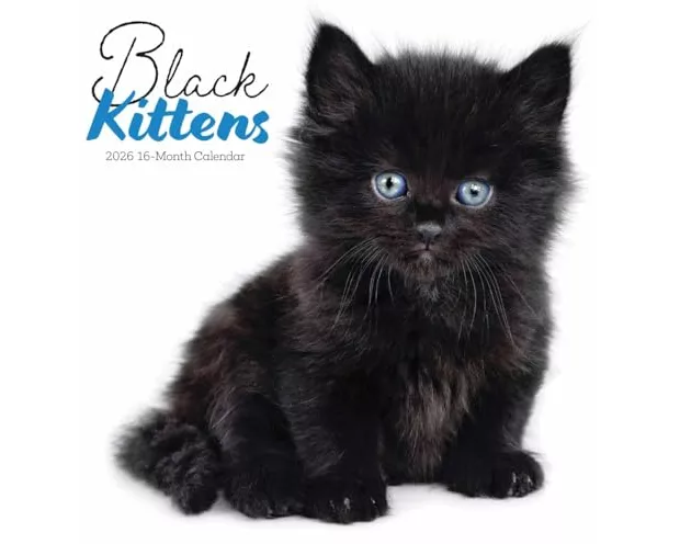 Black Kittens Square Wall Sunday Start C