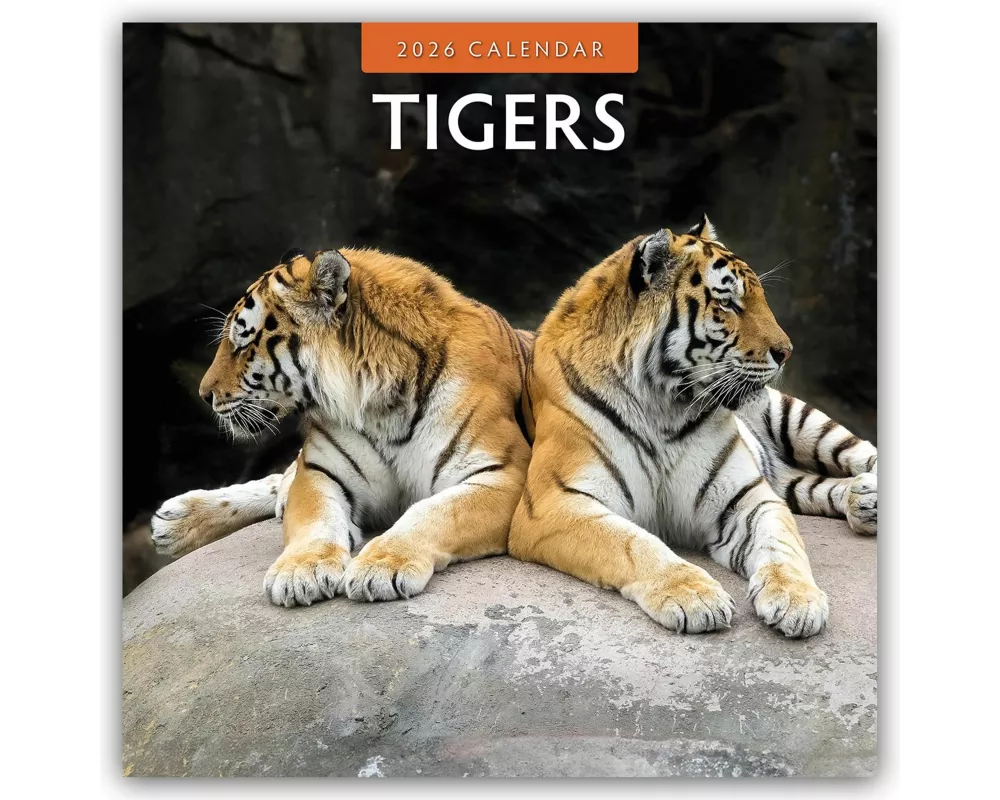 Tigers 2026 Square Wall Calendar