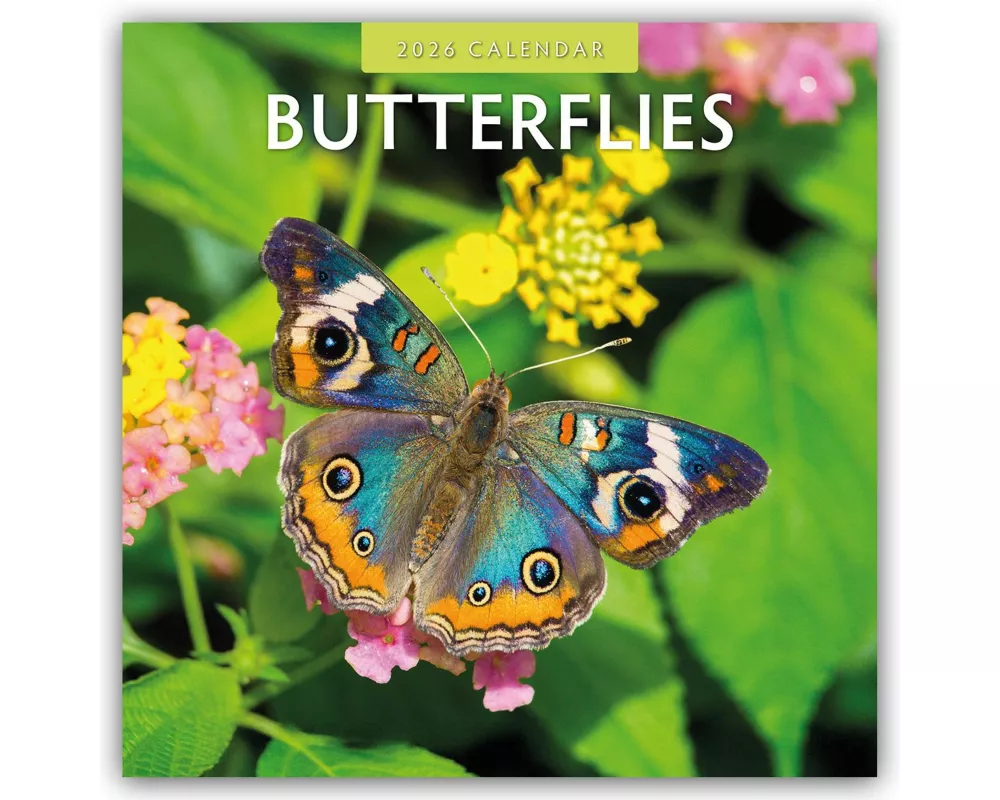 Butterflies 2026 Square Wall Calendar