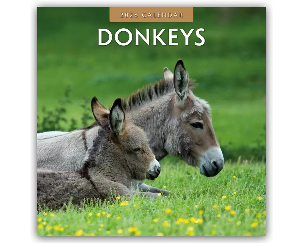 Donkeys - Esel 2026 - 16-Monatskalender