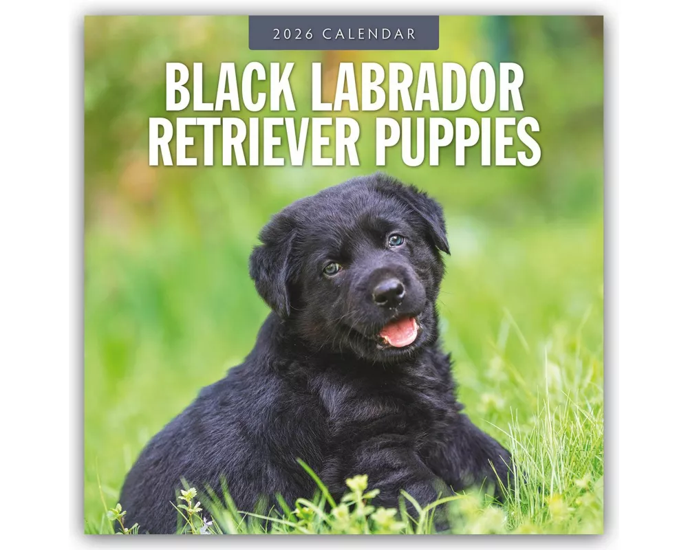 Black Labrador Retriever Puppies 2026 Square Wall Calendar