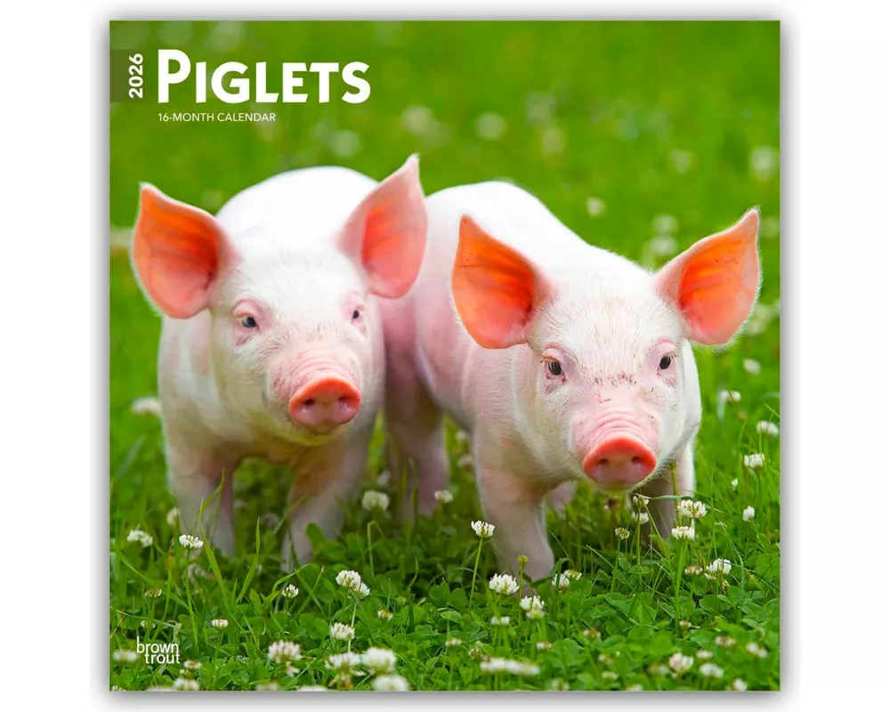 Piglets 2026 12 X 24 Inch (Hanging) Monthly Square Wall Calendar Plastic-Free