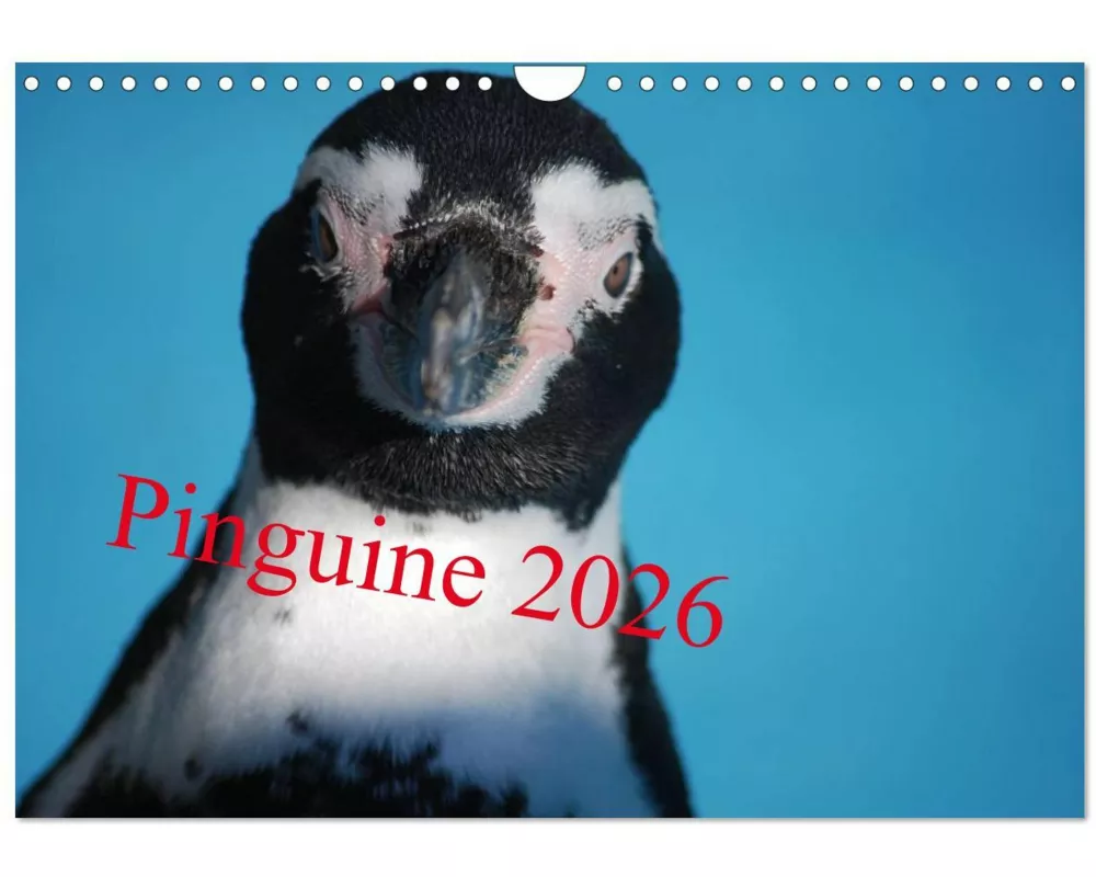 Pinguine 2026 (Wandkalender 2026 DIN A4 quer), CALVENDO Monatskalender