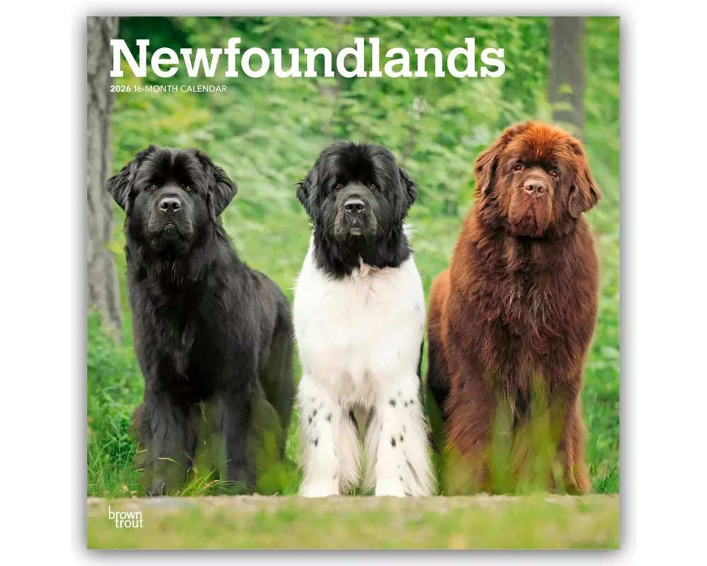 Newfoundlands 2026 12 X 24 Inch (Hanging) Monthly Square Wall Calendar Plastic-Free