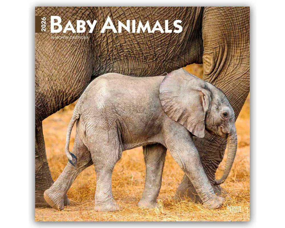 Baby Animals - Tierbabys - Tierkinder 2026 - 16-Monatskalender