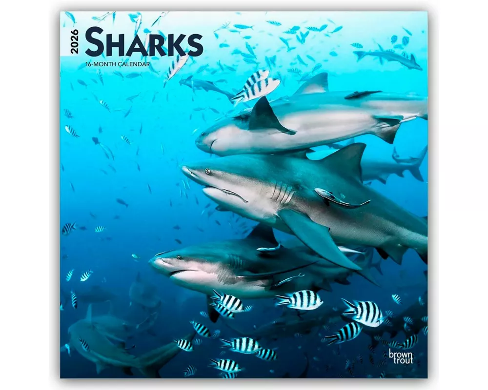 Sharks - Haie 2026 - 16-Monatskalender