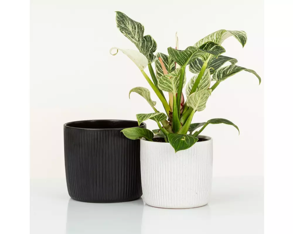 scheurich Blumentopf Ebano Solido Linea 21.9 cm, Schwarz