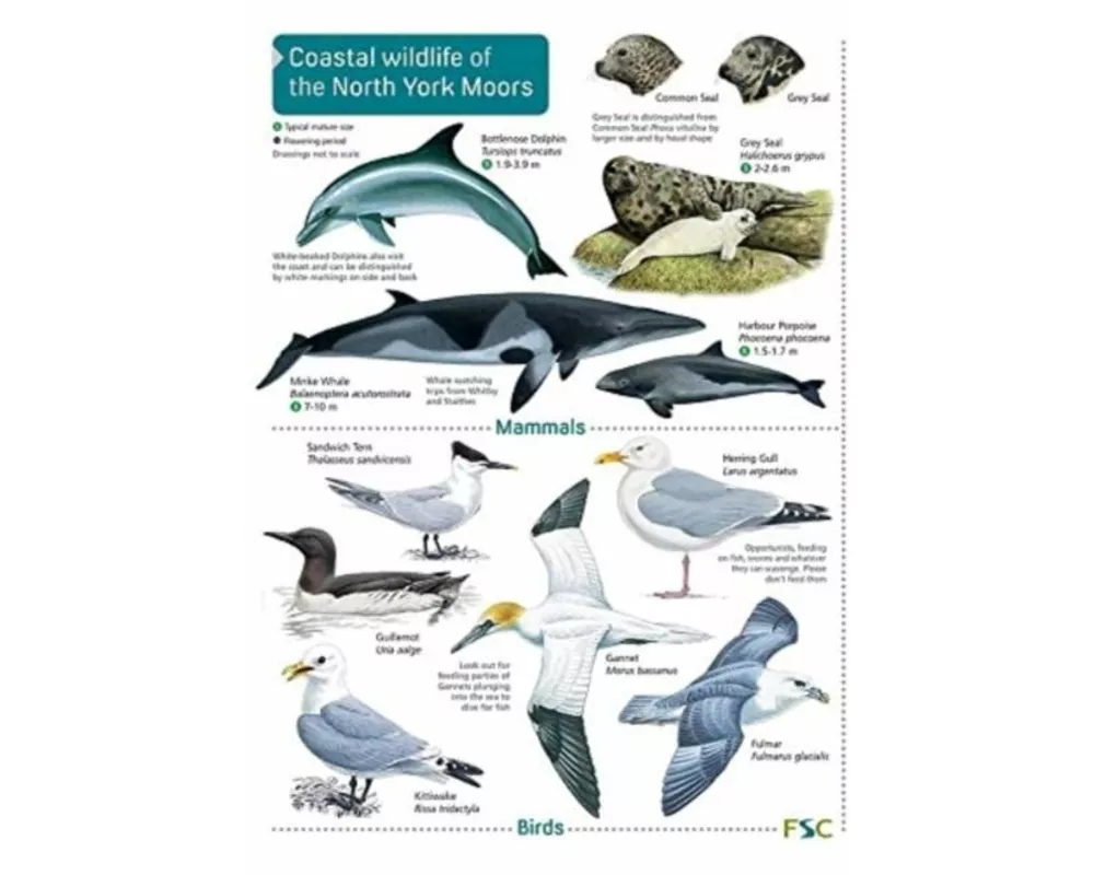 Coastal wildlife of the North York Moors