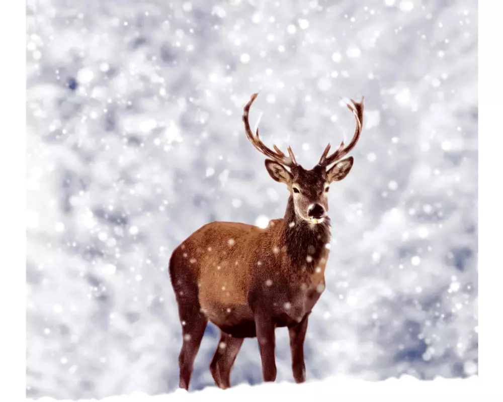 Paper + Design Weihnachtsservietten Winter Deer 33 cm x 33 cm, 20 Stück