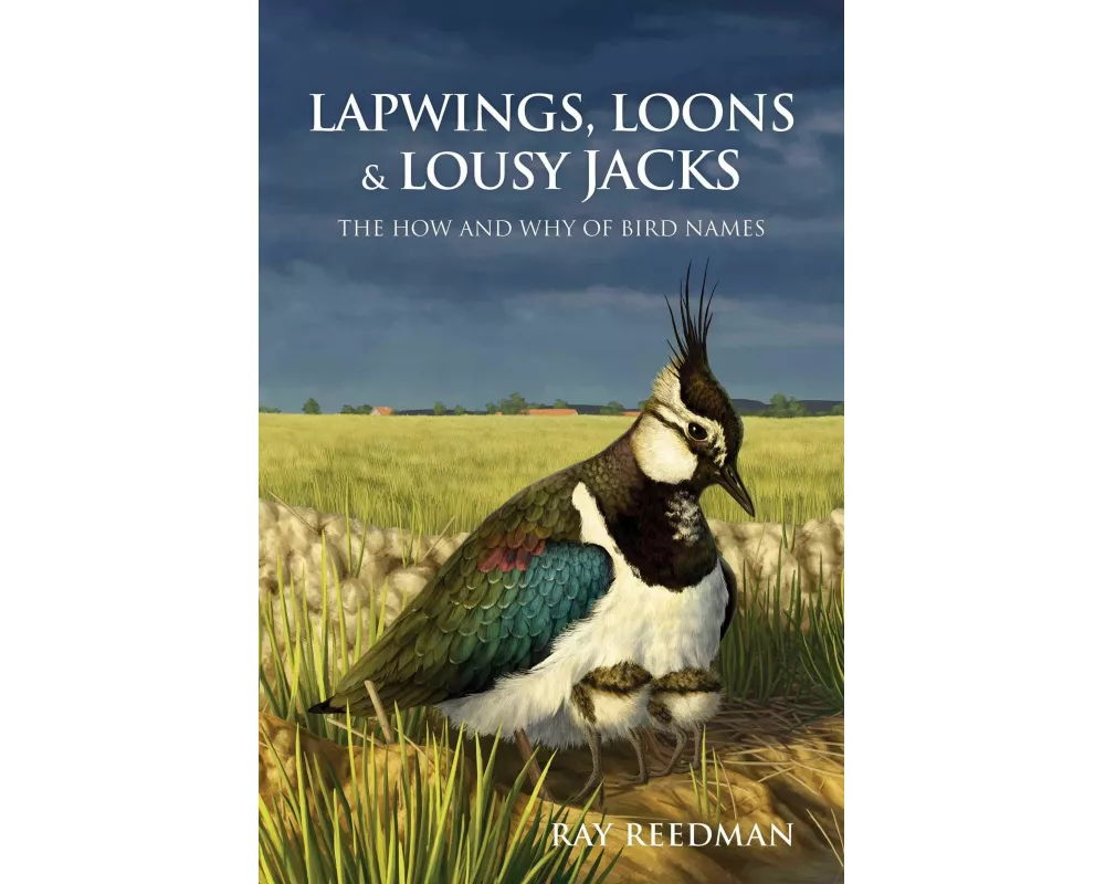 Lapwings, Loons and Lousy Jacks