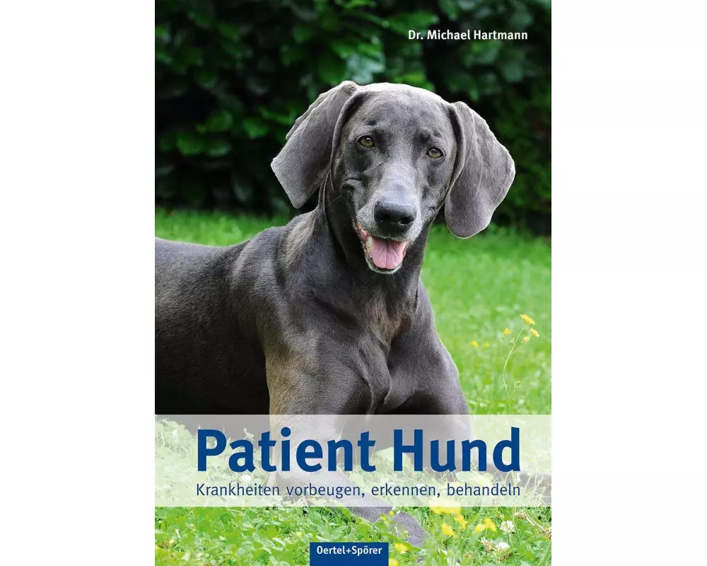 Patient Hund
