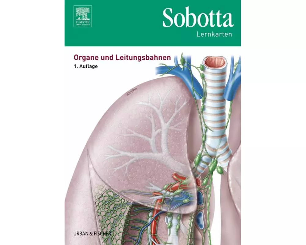 Sobotta Lernkarten Organe und Leitungsbahnen