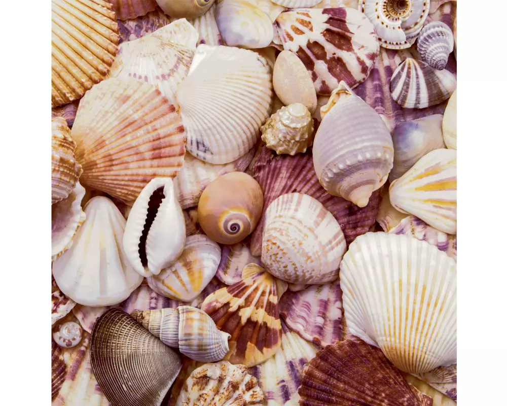 Paper + Design Papierservietten Seashells 33 cm x 33 cm, 20 Stück