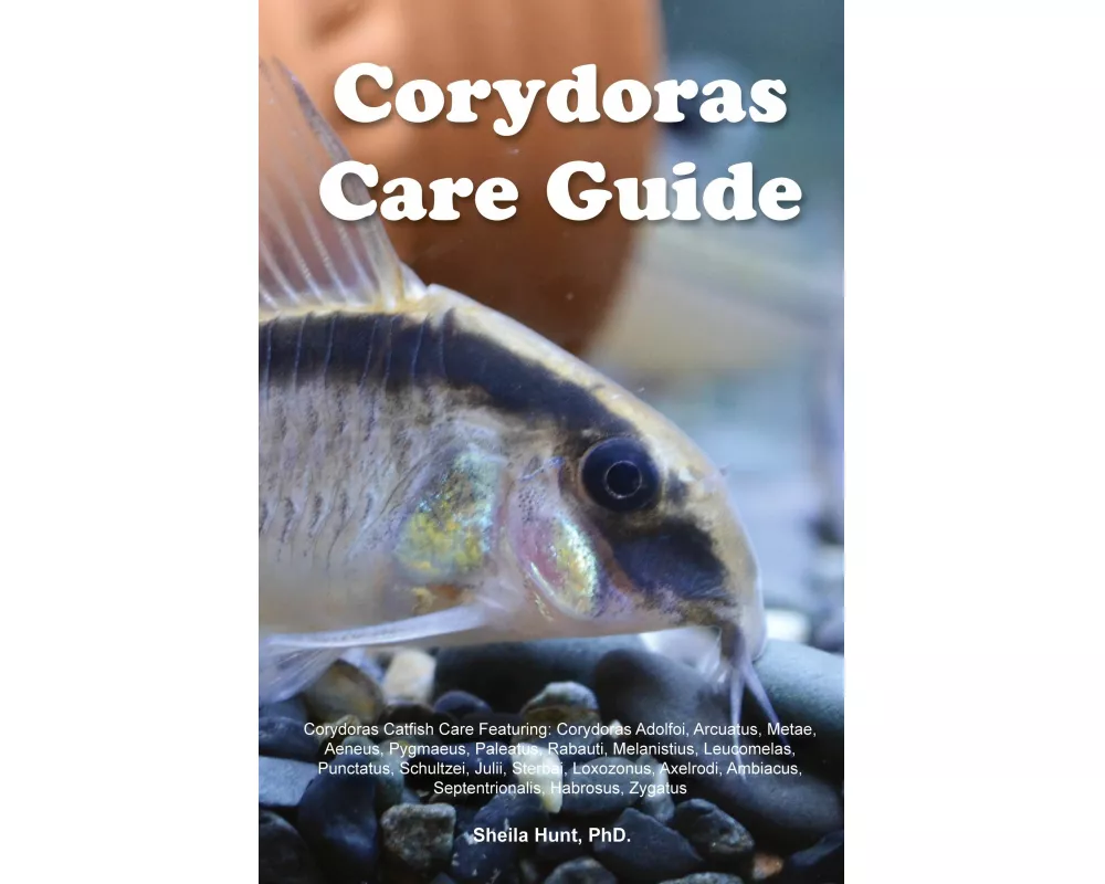 Corydoras Care Guide. Corydoras Catfish Care Featuring