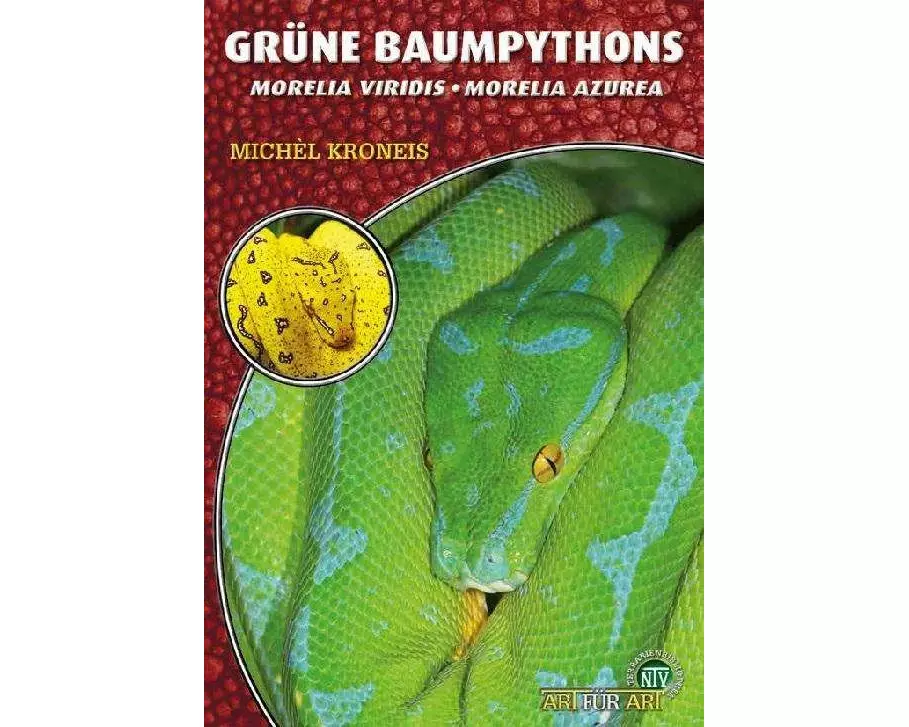 Grüne Baumpythons