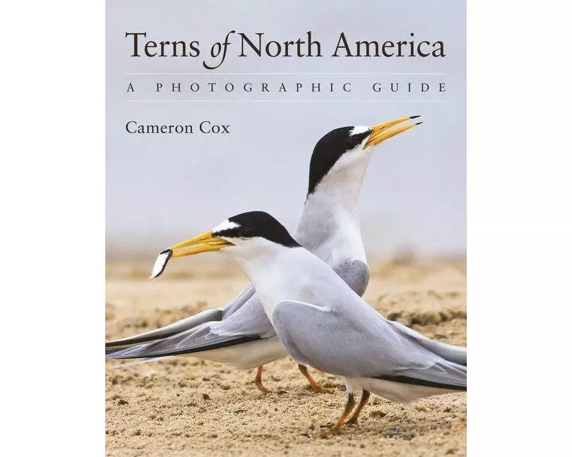 Terns of North America