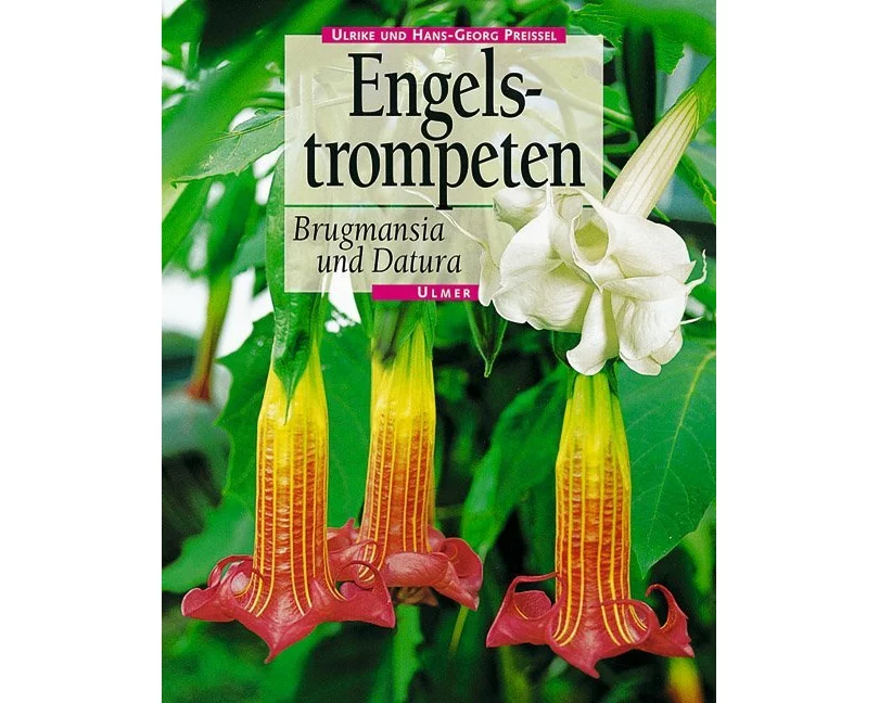 Engelstrompeten. Brugmansia und Datura